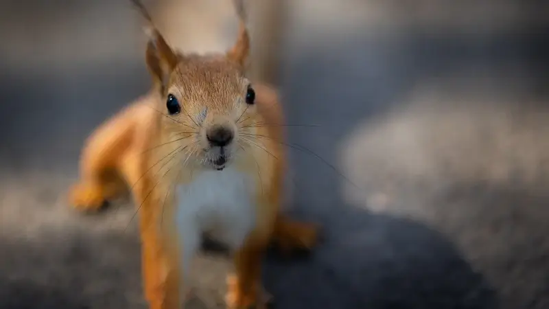 Hoofdafbeelding voor artikel Eekhoorntjes vliegen door…