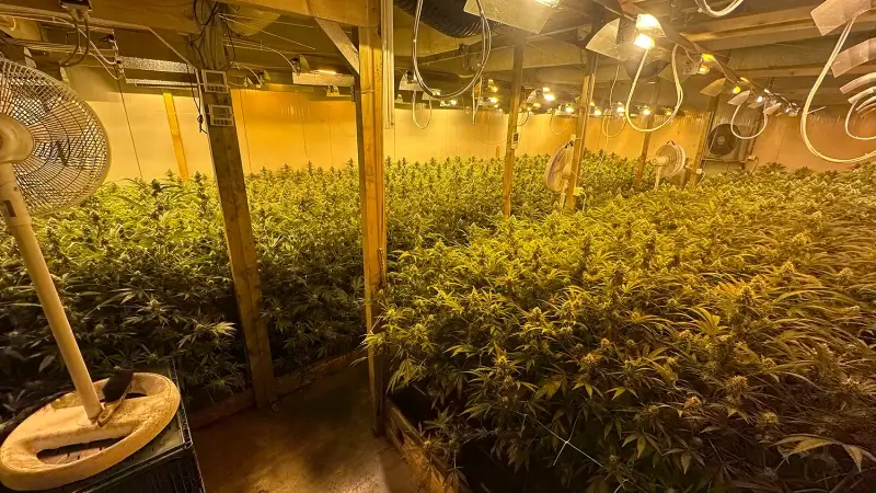 Hoofdafbeelding voor artikel Politie CARMA ontdekt wietplantage