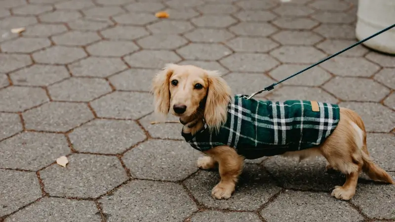 Hoofdafbeelding voor artikel Verkoop hondenkleding piekt…