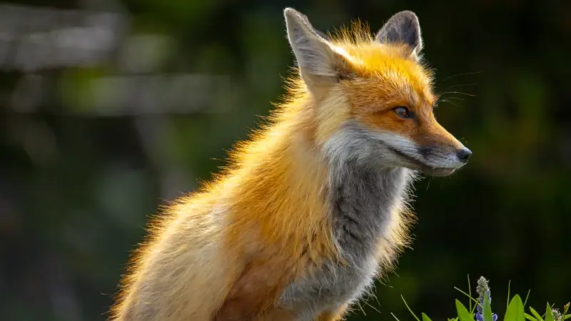 Hoofdafbeelding voor artikel Boer van Herkenrode waarschuwt…