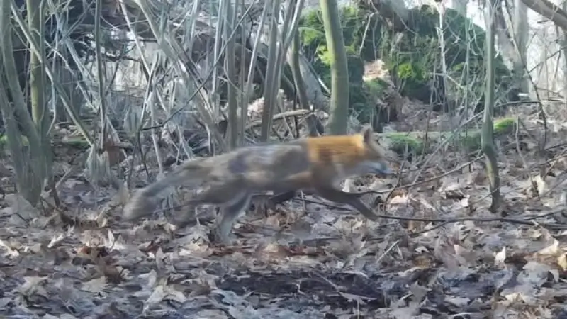 Hoofdafbeelding voor artikel Boer van Herkenrode waarschuwt…
