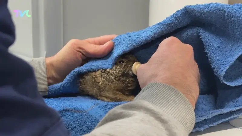 Hoofdafbeelding voor artikel Eerste haasje bij Natuurhulpcentrum…