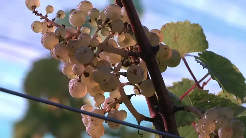 Hoofdafbeelding voor artikel Bevestigd: Genkse terrils…