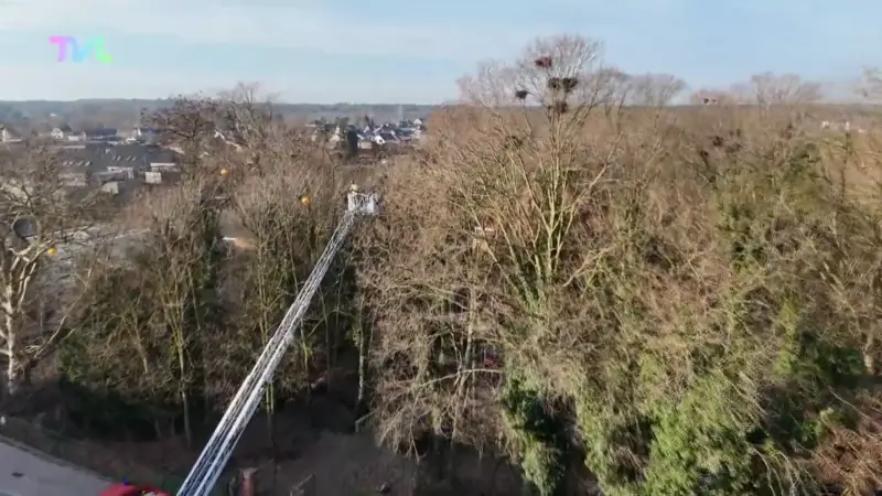 Hoofdafbeelding voor artikel Pelt verwijdert 70 vogelnesten…