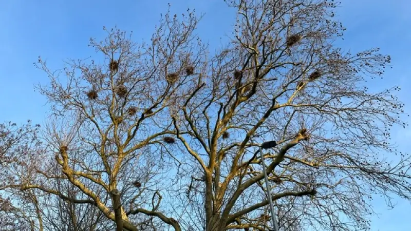 Pelt verwijdert 70 vogelnesten van roekenkolonie in Lindel