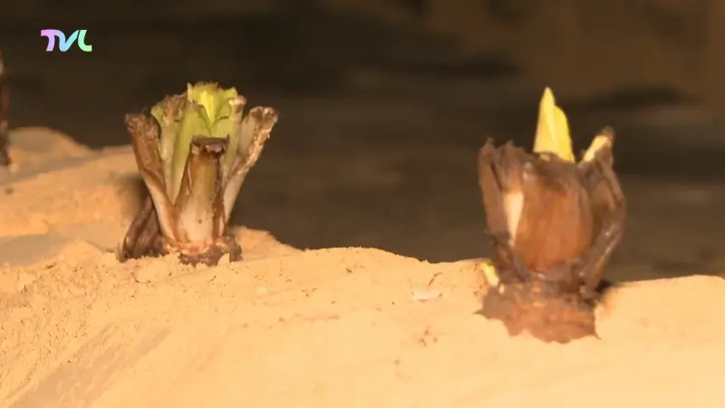 Hoofdafbeelding voor artikel Gids kweekt witloof in de…