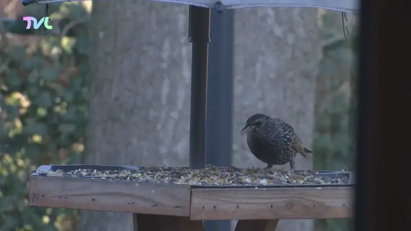 Hoofdafbeelding voor artikel Diepenbeekse vogelaar telt…