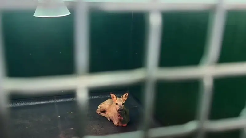 Hoofdafbeelding voor artikel Natuurhulpcentrum haalt ree…