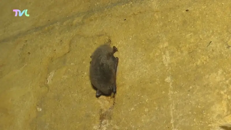 Hoofdafbeelding voor artikel Steeds meer vleermuizen in…