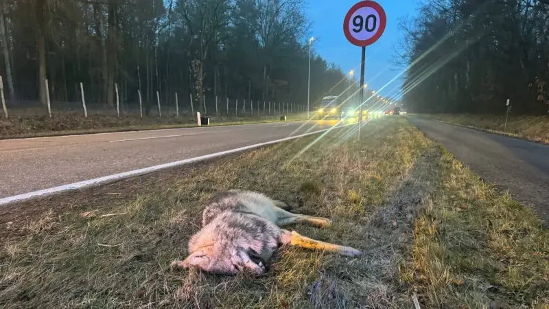 Hoofdafbeelding voor artikel Wolf doodgereden in Oudsbergen