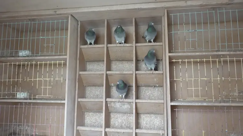 Hoofdafbeelding voor artikel Tot 30 maanden cel en een…