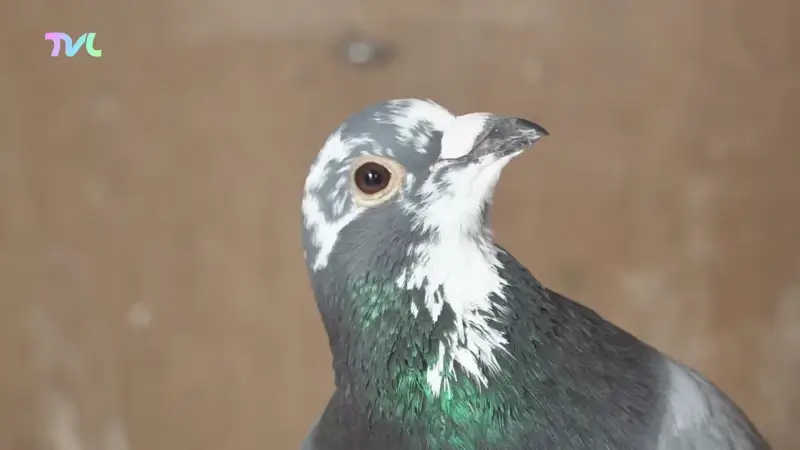 Hoofdafbeelding voor artikel Tot 30 maanden cel en een…