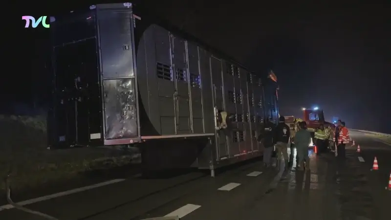 Brand in vrachtwagen op E313: Één koe overleden