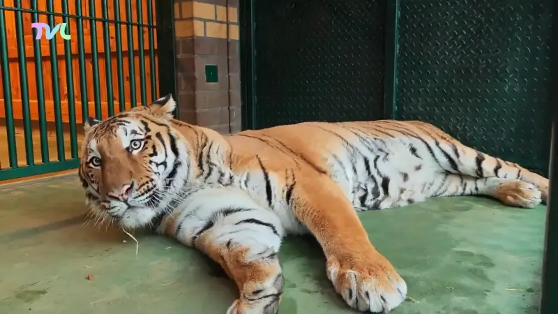 Hoofdafbeelding voor artikel Natuurhulpcentrum haalt tijger…