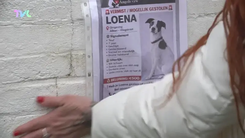 Hoofdafbeelding voor artikel Zoektocht naar gestolen zeldzame…