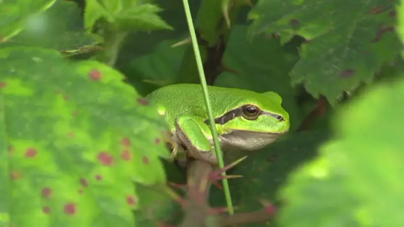 Hoofdafbeelding voor artikel Natuurpunt kritisch voor minister…