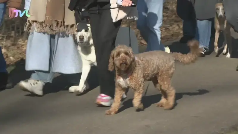 Hoofdafbeelding voor artikel Genk telt hoogste aantal honden…