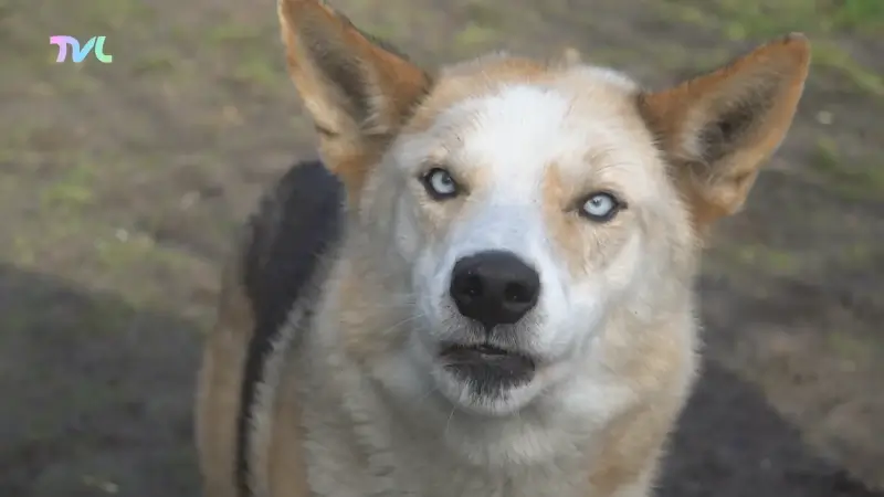 Hoofdafbeelding voor artikel Kabinet dierenwelzijn Weyts…