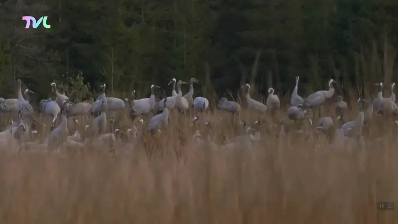 Hoofdafbeelding voor artikel Ook kraanvogels trekken over…