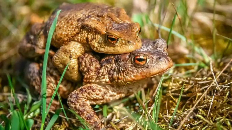 Hoofdafbeelding voor artikel Daarom steken 4.000 padden…