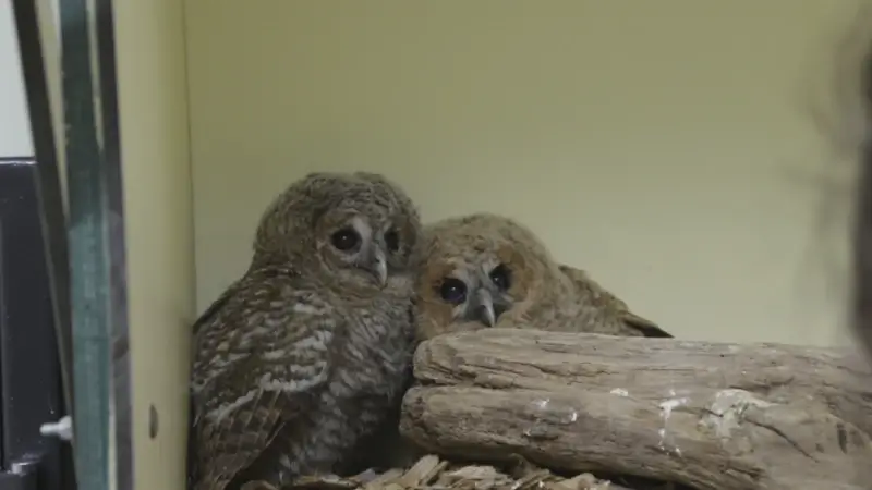 Hoofdafbeelding voor artikel Natuurhulpcentrum Opglabbeek…