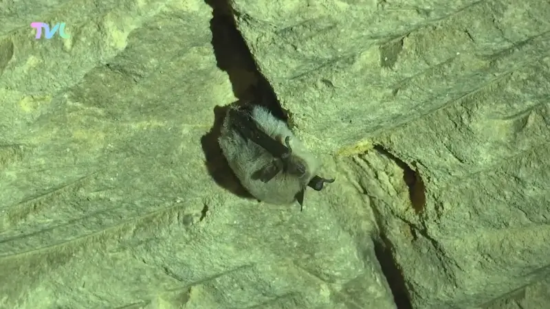 Hoofdafbeelding voor artikel Meer vleermuizen geteld in…