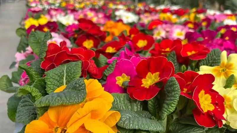 Hoofdafbeelding voor artikel Stormloop op Limburgse tuincentra