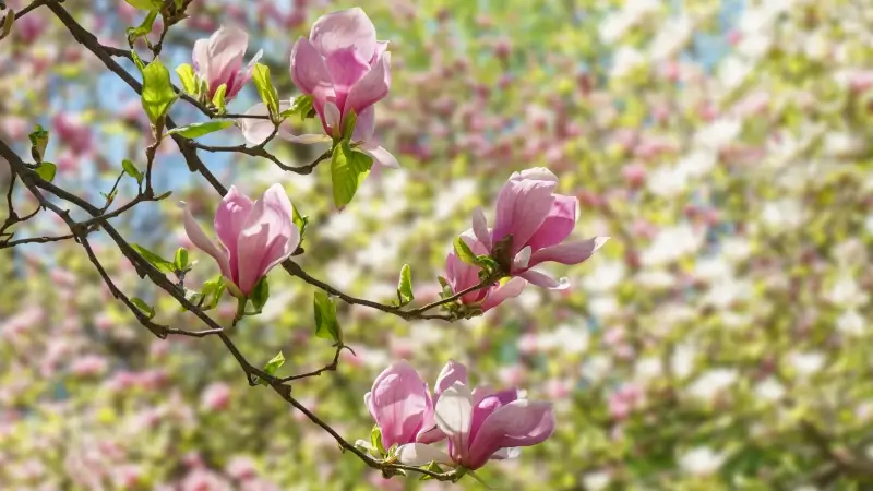 Hoofdafbeelding voor artikel Bokrijkse Magnolia's tonen…