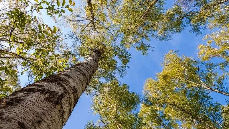 Hoofdafbeelding voor artikel Brouns investeert 1,5 miljoen…