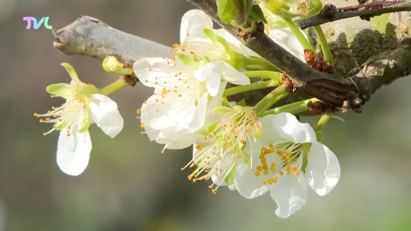 Hoofdafbeelding voor artikel Fruittelers nemen maatregelen…