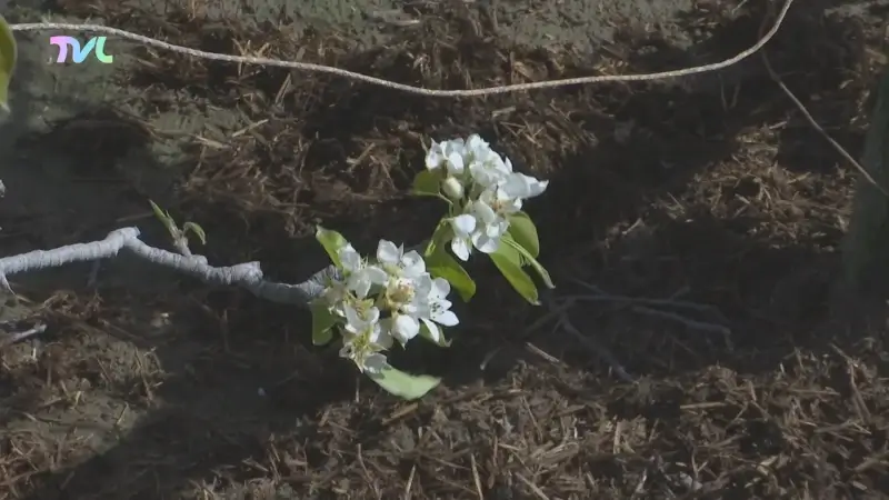 Hoofdafbeelding voor artikel Bloesemseizoen al voor 75ste…