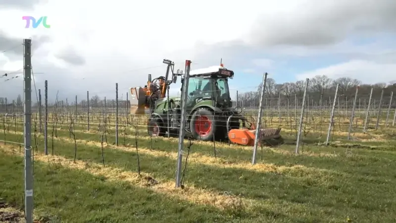 Hoofdafbeelding voor artikel Limburgse wijnproductie piekt