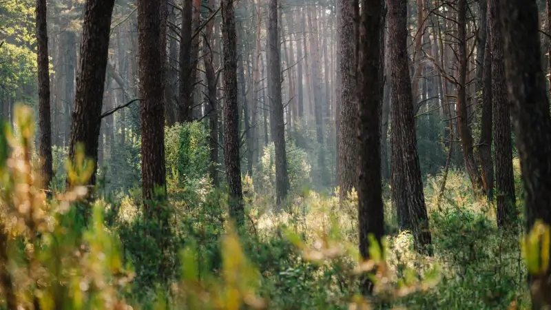 Hoofdafbeelding voor artikel Nationaal Park Bosland viert…