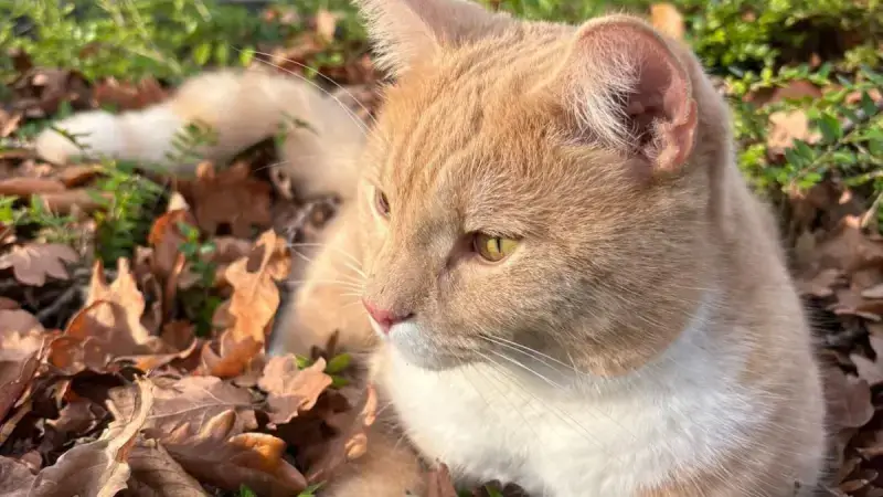 Hoofdafbeelding voor artikel Genkse kater George geen zwerfkat,…