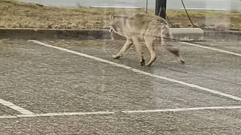 Hoofdafbeelding voor artikel Wolf gespot op parking in…