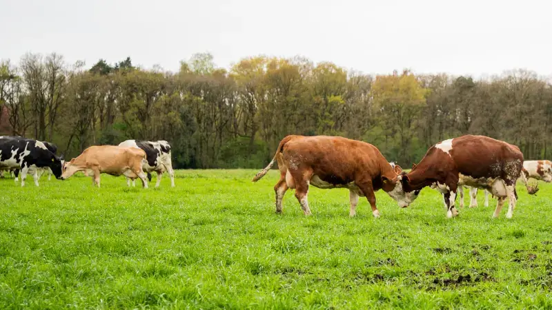 Hoofdafbeelding voor artikel Blije koeien springen de wei…