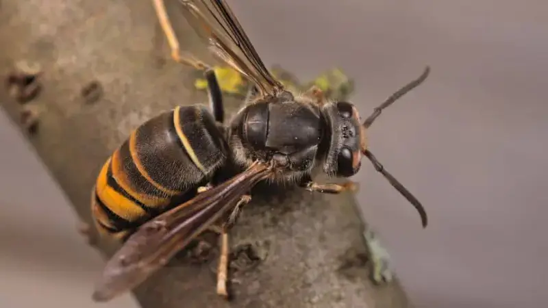 Hoofdafbeelding voor artikel Aziatische hoornaar is een…