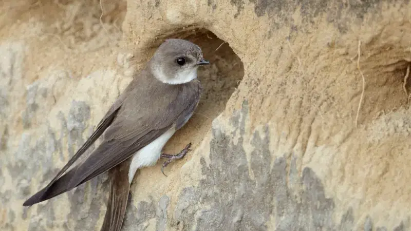 Hoofdafbeelding voor artikel Oeverzwaluw nestelt aan Maasoever