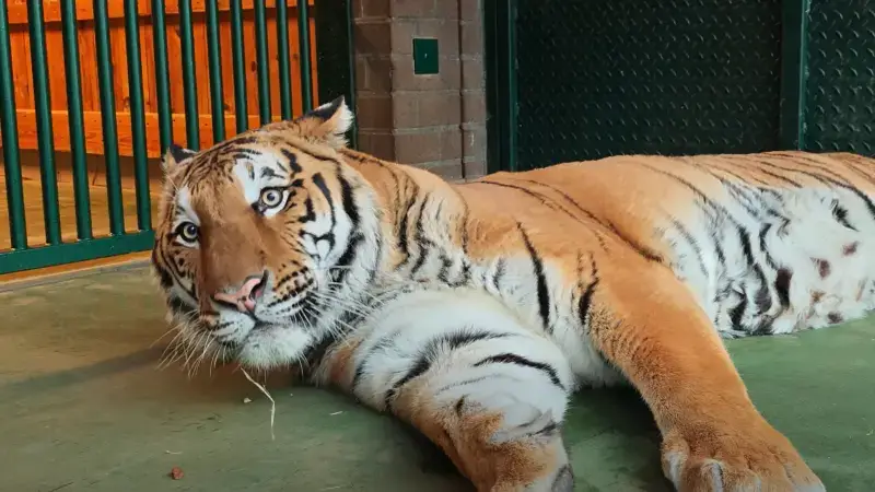 Hoofdafbeelding voor artikel Oekra&iuml;ense tijger Mir mag…