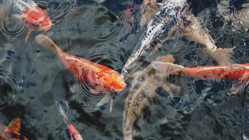 Hoofdafbeelding voor artikel Koivissen populairder dan…