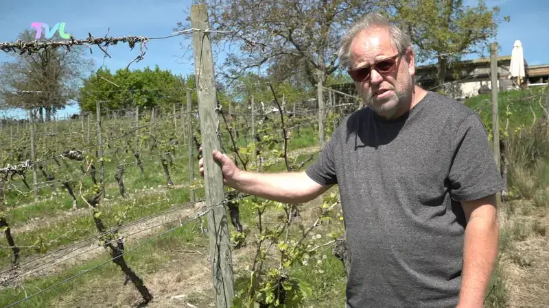 Hoofdafbeelding voor artikel Slechte wijnoogst in Limburg…