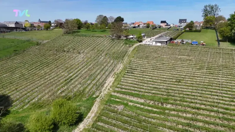 Hoofdafbeelding voor artikel Slechte wijnoogst in Limburg…