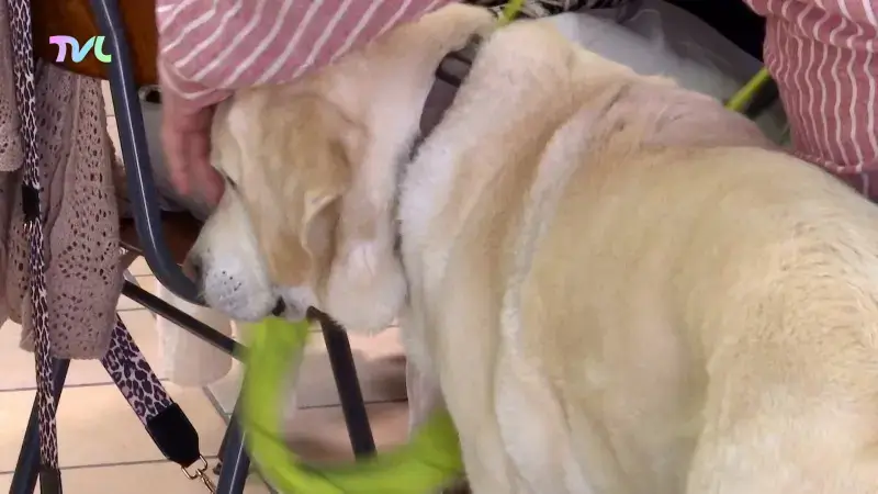 Hoofdafbeelding voor artikel Onmisbare hulphonden in de…