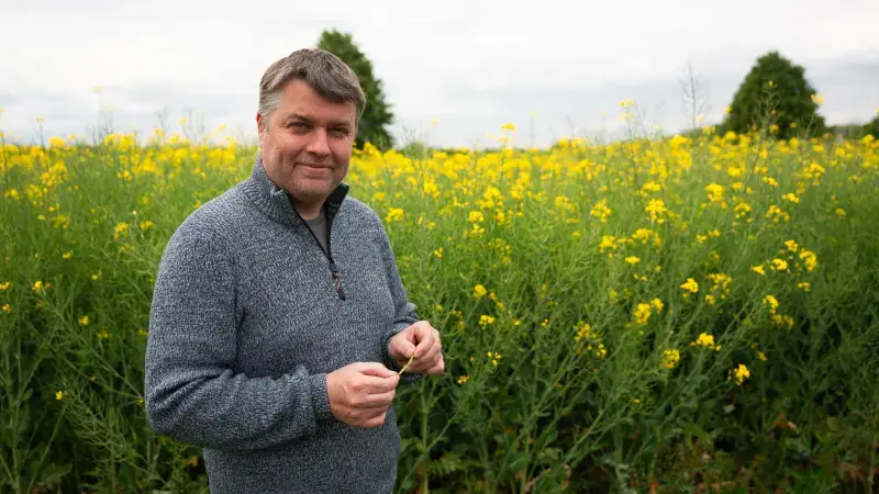 Hoofdafbeelding voor artikel Gele koolzaadvelden duiken…