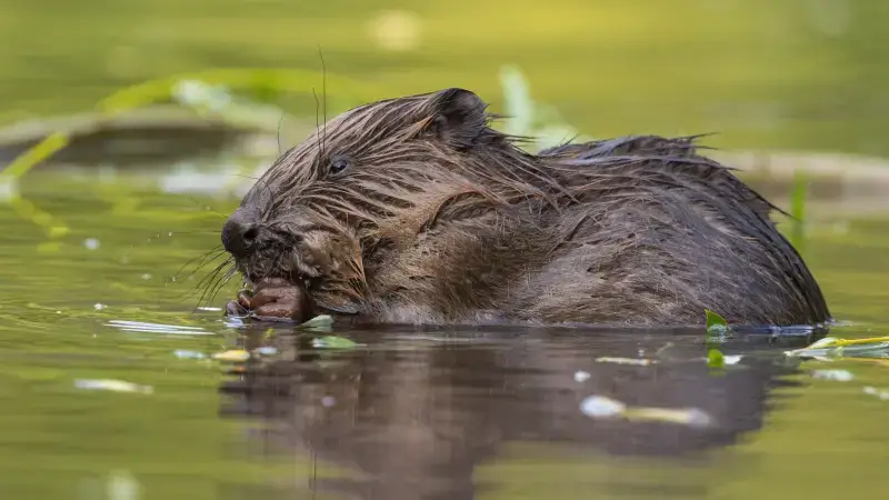 Hoofdafbeelding voor artikel Beringse bever be&iuml;nvloedt…
