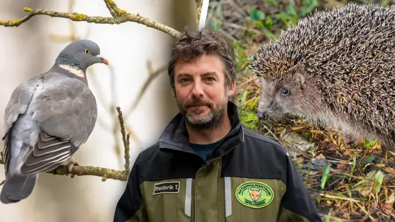 Hoofdafbeelding voor artikel 50 jaar Natuurhulpcentrum…