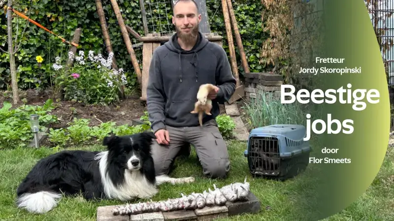 Hoofdafbeelding voor artikel Ratten bestrijden zonder gif:…