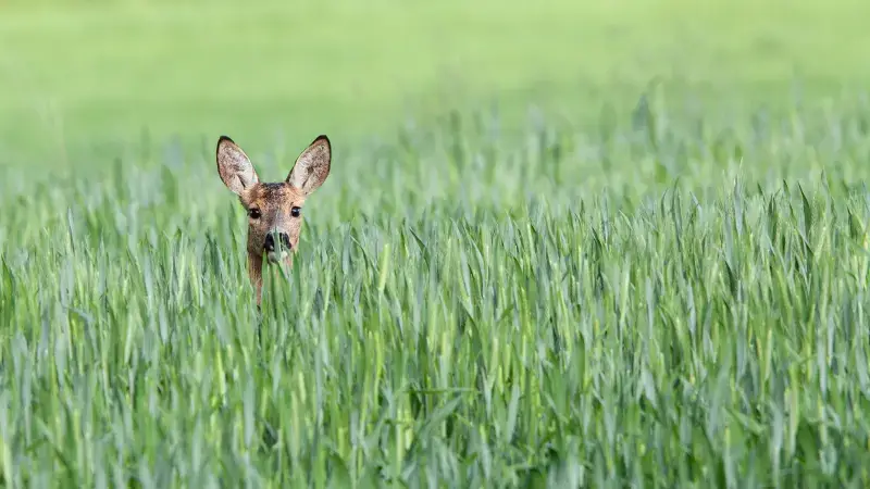 Hoofdafbeelding voor artikel Jagers redden jonge dieren…