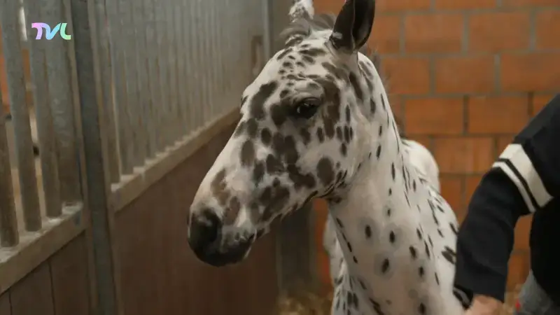 Hoofdafbeelding voor artikel Veulen brengt 386.000 euro…