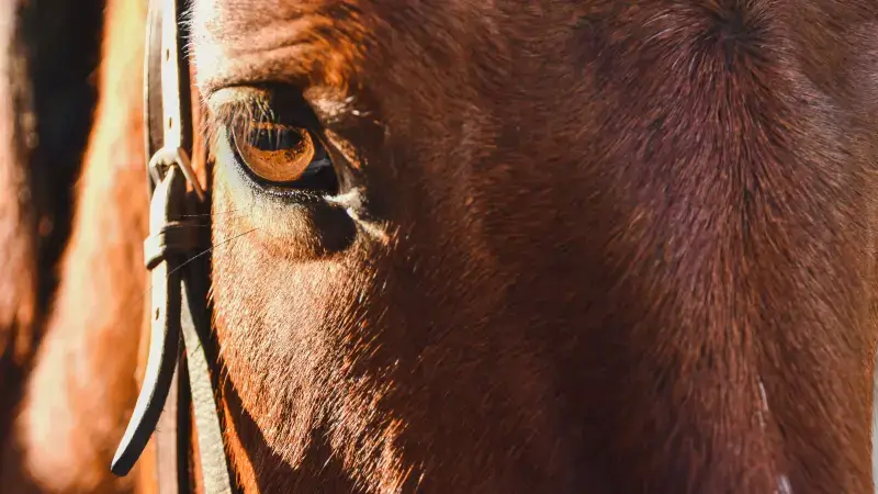 Hoofdafbeelding voor artikel Paardensector vraagt duidelijk…